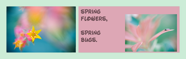 spring flowers & spring bugs